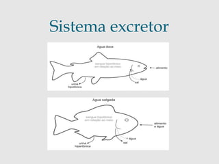 Sistema excretor 
 