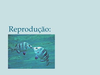 Reprodução: 
 