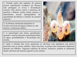 1. Grande parte das espécies de peixes 
possui reprodução ovulípara (as fêmeas 
não protegem os ovos) e fecundação 
externa. Nos peixes ocorre a presença de 
machos e fêmeas, sendo muito comum o 
dimorfismo sexual (desequilíbrio da 
quantidade de fêmeas e machos da mesma 
espécie). 
2. As fêmeas costumam depositar os 
óvulos em locais de águas calmas ou, até 
mesmo, constroem ninhos. 
3. A reprodução tem início, geralmente, 
quando o macho deposita espermatozóides 
na água, possibilitando a fecundação dos 
óvulos. 
4. Após a eclosão dos ovos, aparecem os alevinos com aparência um pouco 
parecida com os peixes adultos. Após esta fase, os peixes não costumam dispensar 
atenção aos filhotes. Algumas espécies de peixes, inclusive, podem se alimentar 
destes alevinos (da mesma espécie ou de outras). 
 