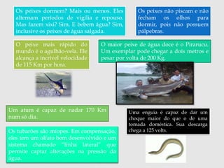 Os peixes dormem? Mais ou menos. Eles 
alternam períodos de vigília e repouso. 
Mas fazem xixi? Sim. E bebem água? Sim, 
inclusive os peixes de água salgada. 
Os peixes não piscam e não 
fecham os olhos para 
dormir, pois não possuem 
pálpebras. 
O maior peixe de água doce é o Pirarucu. 
Um exemplar pode chegar a dois metros e 
pesar por volta de 200 Kg. 
O peixe mais rápido do 
mundo é o agulhão-vela. Ele 
alcança a incrível velocidade 
de 115 Km por hora. 
Um atum é capaz de nadar 170 Km 
num só dia. 
Os tubarões são míopes. Em compensação, 
eles tem um olfato bem desenvolvido e um 
sistema chamado “linha lateral” que 
permite captar alterações na pressão da 
água. 
Uma enguia é capaz de dar um 
choque maior do que o de uma 
tomada doméstica. Sua descarga 
chega a 125 volts. 
 