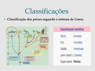 Classificações 
• Classificação dos peixes segundo o sistema de Lineu: 
 