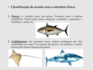 • Classificação de acordo com a estrutura física: 
1. Ósseos: é a grande parte dos peixes. Possuem ossos e sistema 
esquelético. Fazem parte desta categoria a sardinha, a garoupa, o 
bacalhau, o atum, etc. 
2. Cartilaginosos: não possuem ossos, apenas cartilagens que dão 
sustentação ao corpo. É a minoria dos peixes. Os tubarões e arraias 
fazem parte desta categoria de peixes. 
 