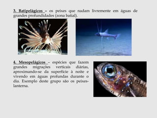3. Batipelágicos – os peixes que nadam livremente em águas de 
grandes profundidades (zona batial). 
4. Mesopelágicos – espécies que fazem 
grandes migrações verticais diárias, 
aproximando-se da superfície à noite e 
vivendo em águas profundas durante o 
dia. Exemplo deste grupo são os peixes-lanterna. 
 