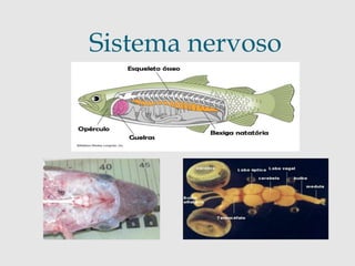 Sistema nervoso 
 
