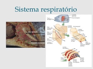 Sistema respiratório 
 