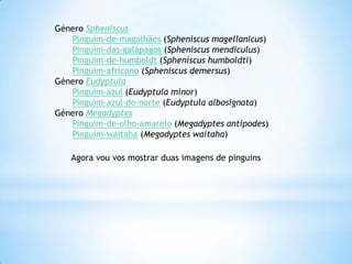 Género SpheniscusPinguim-de-magalhães (Spheniscusmagellanicus)Pinguim-das-galápagos (Spheniscusmendiculus)Pinguim-de-humboldt (Spheniscushumboldti)Pinguim-africano (Spheniscusdemersus)Género EudyptulaPinguim-azul (Eudyptulaminor)Pinguim-azul-do-norte (Eudyptulaalbosignata)Género MegadyptesPinguim-de-olho-amarelo (Megadyptesantipodes)Pinguim-waitaha (Megadypteswaitaha)Agora vou vos mostrar duas imagens de pinguins