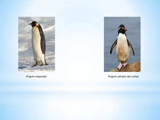 Pinguim-imperadorPinguim saltador das rochas