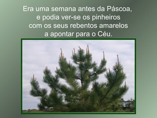 Era uma semana antes da Páscoa,
e podia ver-se os pinheiros
com os seus rebentos amarelos
a apontar para o Céu.
 