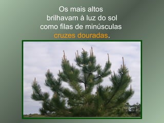 Os mais altos
brilhavam à luz do sol
como filas de minúsculas
cruzes douradas.
 