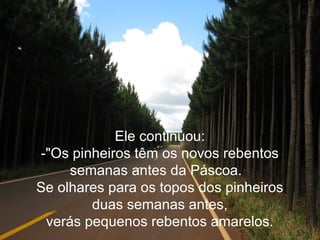 Ele continuou:
-"Os pinheiros têm os novos rebentos
semanas antes da Páscoa.
Se olhares para os topos dos pinheiros
duas semanas antes,
verás pequenos rebentos amarelos.
 