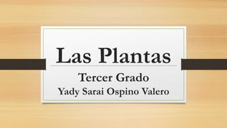 Las Plantas
Tercer Grado
Yady Sarai Ospino Valero
 