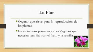 La Flor
Órgano que sirve para la reproducción de
las plantas.
En su interior posee todos los órganos que
necesita para fabricar el fruto y la semilla.
 