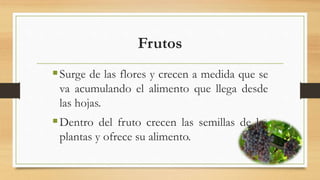 Frutos
Surge de las flores y crecen a medida que se
va acumulando el alimento que llega desde
las hojas.
Dentro del fruto crecen las semillas de las
plantas y ofrece su alimento.
 