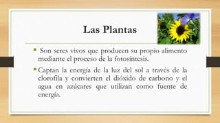 Las Plantas
 Son seres vivos que producen su propio alimento
mediante el proceso de la fotosíntesis.
Captan la energía de la luz del sol a través de la
clorofila y convierten el dióxido de carbono y el
agua en azúcares que utilizan como fuente de
energía.
 