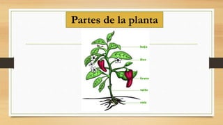Partes de la planta
 