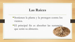 Las Raíces
Sostienen la planta y la protegen contra los
vientos.
El principal fin es absorber las sustancias
que serán su alimento.
 