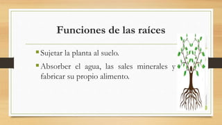 Funciones de las raíces
Sujetar la planta al suelo.
Absorber el agua, las sales minerales y
fabricar su propio alimento.
 
