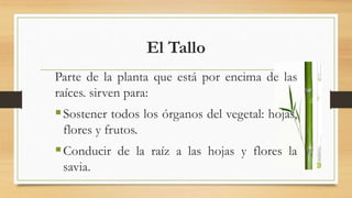 El Tallo
Parte de la planta que está por encima de las
raíces. sirven para:
Sostener todos los órganos del vegetal: hojas,
flores y frutos.
Conducir de la raíz a las hojas y flores la
savia.
 