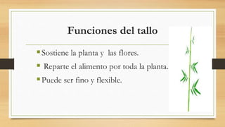 Funciones del tallo
Sostiene la planta y las flores.
 Reparte el alimento por toda la planta.
Puede ser fino y flexible.
 