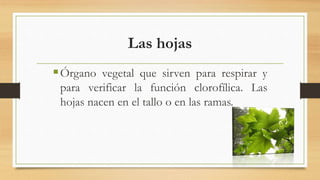 Las hojas
Órgano vegetal que sirven para respirar y
para verificar la función clorofílica. Las
hojas nacen en el tallo o en las ramas.
 