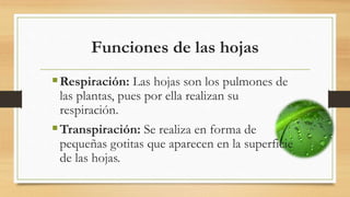 Funciones de las hojas
Respiración: Las hojas son los pulmones de
las plantas, pues por ella realizan su
respiración.
Transpiración: Se realiza en forma de
pequeñas gotitas que aparecen en la superficie
de las hojas.
 