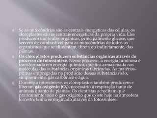  Se as mitocôndrias são as centrais energéticas das células, os
cloroplastos são as centrais energéticas da própria vida. Eles
produzem moléculas orgânicas, principalmente glicose, que
servem de combustível para as mitocôndrias de todos os
organismos que se alimentam, direta ou indiretamente, das
plantas.
 Os cloroplastos produzem substâncias orgânicas através do
processo de fotossíntese. Nesse processo, a energia luminosa é
transformada em energia química, que fica armazenada nas
moléculas das substâncias orgânicas fabricadas. As matérias-
primas empregadas na produção dessas substâncias são,
simplesmente, gás carbônico e água.
 Durante a fotossíntese, os cloroplastos também produzem e
liberam gás oxigênio (O2), necessário à respiração tanto de
animais quanto de plantas. Os cientistas acreditam que
praticamente todo o gás oxigênio que existe hoje na atmosfera
terrestre tenha se originado através da fotossíntese.
 
