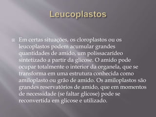  Em certas situações, os cloroplastos ou os
leucoplastos podem acumular grandes
quantidades de amido, um polissacarídeo
sintetizado a partir da glicose. O amido pode
ocupar totalmente o interior da organela, que se
transforma em uma estrutura conhecida como
amiloplasto ou grão de amido. Os amiloplastos são
grandes reservatórios de amido, que em momentos
de necessidade (se faltar glicose) pode se
reconvertida em glicose e utilizado.
 