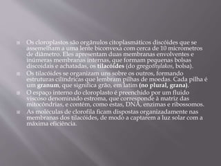  Os cloroplastos são orgânulos citoplasmáticos discóides que se
assemelham a uma lente biconvexa com cerca de 10 micrometros
de diâmetro. Eles apresentam duas membranas envolventes e
inúmeras membranas internas, que formam pequenas bolsas
discoidais e achatadas, os tilacóides (do gregothylakos, bolsa).
 Os tilacóides se organizam uns sobre os outros, formando
estruturas cilíndricas que lembram pilhas de moedas. Cada pilha é
um granum, que significa grão, em latim (no plural, grana).
 O espaço interno do cloroplasto é preenchido por um fluido
viscoso denominado estroma, que corresponde à matriz das
mitocôndrias, e contém, como estas, DNA, enzimas e ribossomos.
 As moléculas de clorofila ficam dispostas organizadamente nas
membranas dos tilacóides, de modo a captarem a luz solar com a
máxima eficiência.
 