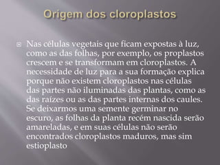  Nas células vegetais que ficam expostas à luz,
como as das folhas, por exemplo, os proplastos
crescem e se transformam em cloroplastos. A
necessidade de luz para a sua formação explica
porque não existem cloroplastos nas células
das partes não iluminadas das plantas, como as
das raízes ou as das partes internas dos caules.
Se deixarmos uma semente germinar no
escuro, as folhas da planta recém nascida serão
amareladas, e em suas células não serão
encontrados cloroplastos maduros, mas sim
estioplasto
 