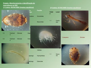 Projeto -Monitoramento e identificação da
macrofauna no SDC
1ª Coleta: 09/04/2005 (insetos aquáticos)
Coleta Local Ordem Sub-
ordem
Família
1.1 Cachoeir
a
Odonata Anisoptera Gomphidae
1.2 Cachoeir
a
Hemiptero Naucoridae
1.4 Cachoeir
a
Odonata Zygoptera Coenagrionida
e
1.5 Cachoeir
a
Odonata Zygoptera Coenagrionida
e
1.6 Cachoeir
a
Odonata Anisoptera Aeshnidae
1.7 Cachoeir
a
Hemiptero Notonectidae
1.1 Nascent
e
Hemiptero Veliidae
1.2 Nascent
e
Coleoptero Polyphaga Hydrophilidae
1.2 Nascent
e
Coleoptero Adephaga Dytiscidae
2ª Coleta: 07/05/2005 (insetos aquáticos)
Colet
a
Local Ordem Família
1.1 Cacho
eira Ephemeropte
ra
Baetidae
1.2 Cacho
eira
Coleoptera Elmidae
1.3 Cacho
eira
Coleoptera Elmidae
1.4 Cacho
eira
Diptera Chironomida
e
1.1 Nasce
nte
Hemiptero Veliidae
 