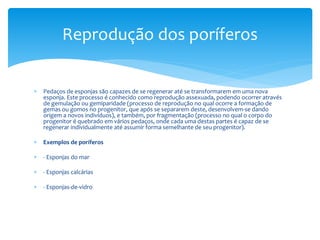 Reprodução dos poríferos 
 Pedaços de esponjas são capazes de se regenerar até se transformarem em uma nova 
esponja. Este processo é conhecido como reprodução assexuada, podendo ocorrer através 
de gemulação ou gemiparidade (processo de reprodução no qual ocorre a formação de 
gemas ou gomos no progenitor, que após se separarem deste, desenvolvem-se dando 
origem a novos indivíduos), e também, por fragmentação (processo no qual o corpo do 
progenitor é quebrado em vários pedaços, onde cada uma destas partes é capaz de se 
regenerar individualmente até assumir forma semelhante de seu progenitor). 
 Exemplos de poríferos 
 - Esponjas do mar 
 - Esponjas calcárias 
 - Esponjas-de-vidro 
 