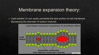 Membrane expansion theory:
◈ Lipid soluble LA can easily penetrate the lipid portion of cell membrane
decreasing the diameter of sodium channel.
 