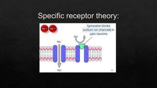 Specific receptor theory:
 