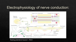 Electrophysiology of nerve conduction:
Resting potential of neuron= -70mV
 