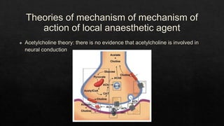 Theories of mechanism of mechanism of
action of local anaesthetic agent
◈ Acetylcholine theory: there is no evidence that acetylcholine is involved in
neural conduction
 