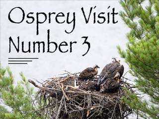 Osprey Visit #3