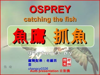 Pictures by 張瑜 魚鷹  抓魚 編輯配樂：老編西歪 changcy0326 OSPREY catching the fish Auto presentation  自動 換頁 