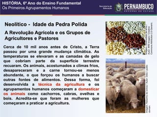 Neolítico - Idade da Pedra Polida
Cerca de 10 mil anos antes de Cristo, a Terra
passou por uma grande mudança climática. As
temperaturas se elevaram e as camadas de gelo
que cobriam parte da superfície terrestre
recuaram. Os animais, acostumados a climas frios,
desapareceram e a carne tornou-se menos
abundante, o que forçou os humanos a buscar
outras fontes de alimentos. Dessa forma, foi
desenvolvida a técnica da agricultura e os
agrupamentos humanos começaram a domesticar
os animais como cachorros, cabras, ovelhas e
bois. Acredita-se que foram as mulheres que
começaram a praticar a agricultura.
A Revolução Agrícola e os Grupos de
Agricultores e Pastores
Imagem:
Diversidade
de
arroz
/
Autor:
IRRI
Images
/
Creative
Commons
Attribution
2.0
Generic.
Imagem:
Rebanho
de
ovinos
/
Autor:
Ddxc
/
public
domain.
HISTÓRIA, 6º Ano do Ensino Fundamental
Os Primeiros Agrupamentos Humanos
 