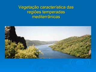 Vegetação característica das regiões temperadas mediterrânicas 