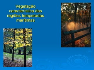Vegetação característica das regiões temperadas marítimas 