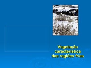 Vegetação característica das regiões frias 
