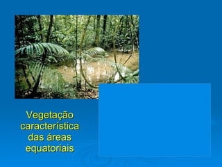 Vegetação característica das áreas equatoriais 