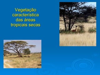 Vegetação característica das áreas tropicais secas 