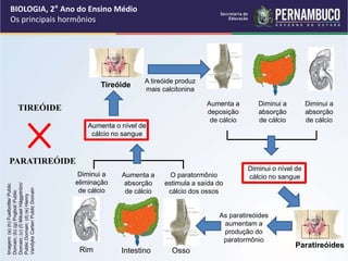 BIOLOGIA, 2° Ano do Ensino Médio
Os principais hormônios
TIREÓIDE
PARATIREÓIDE
Imagem:
(a)
(h)
Fuelbottle/
Public
Domain;
(b)
(g)
Pngbot/
Public
Domain;
(c)
(f)
Mikael
Häggström/
Public
Domain;
(d)
(e)
Henry
Vandyke
Carter/
Public
Domain
Tireóide
Paratireóides
Osso
Intestino
Rim
A tireóide produz
mais calcitonina
Aumenta a
deposição
de cálcio
Diminui a
absorção
de cálcio
Diminui a
absorção
de cálcio
Aumenta o nível de
cálcio no sangue
Diminui o nível de
cálcio no sangue
As paratireóides
aumentam a
produção do
paratormônio
Diminui a
eliminação
de cálcio
Aumenta a
absorção
de cálcio
O paratormônio
estimula a saída do
cálcio dos ossos
 
