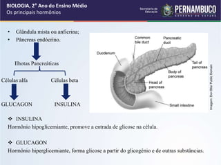 • Glândula mista ou anficrina;
• Pâncreas endócrino.
Ilhotas Pancreáticas
 INSULINA
Hormônio hipoglicemiante, promove a entrada de glicose na célula.
 GLUCAGON
Hormônio hiperglicemiante, forma glicose a partir do glicogênio e de outras substâncias.
BIOLOGIA, 2° Ano do Ensino Médio
Os principais hormônios
Células alfa Células beta
GLUCAGON INSULINA
Imagem:
Don
Blis/
Public
Domain
 