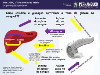 Como Insulina e glucagon controlam a taxa de glicose no
sangue???
BIOLOGIA, 2° Ano do Ensino Médio
Os principais hormônios
Fígado
Aumento
do açúcar
do sangue
Açúcar
alto no
sangue
Açúcar
baixo no
sangue
Glucagon
Insulina
Estimula a quebra
de glicogênio
Estimula a formação
de glicogênio
Diminui
do açúcar
do sangue
Estimula a retirada da
glicose do sangue
Células dos tecidos
(muscular, renal, adiposo)
Glicogênio Glicose
Imagem: (a) Mikael Häggström/
Public Domain; (b) Norman Purvis
Walker/ Public Domain; (c) Don
Blis/ Public Domain
 