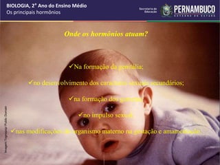 Imagem:Tognopop/
Public
Domain
BIOLOGIA, 2° Ano do Ensino Médio
Os principais hormônios
Onde os hormônios atuam?
Na formação da genitália;
no desenvolvimento dos caracteres sexuais secundários;
na formação dos gametas;
no impulso sexual;
nas modificações do organismo materno na gestação e amamentação.
 