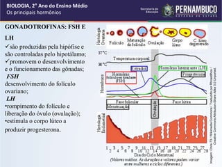 BIOLOGIA, 2° Ano do Ensino Médio
Os principais hormônios
GONADOTROFINAS: FSH E
LH
são produzidas pela hipófise e
são controladas pelo hipotálamo;
promovem o desenvolvimento
e o funcionamento das gônadas;
FSH
desenvolvimento do folículo
ovariano;
LH
•rompimento do folículo e
liberação do óvulo (ovulação);
•estimula o corpo lúteo a
produzir progesterona.
Imagem:
Chris
73
/
Wikimedia
Commons
/
Traduzido
por
Rhcastilhos
/
Creative
Commons
Attribution-Share
Alike
3.0
Unported.
 