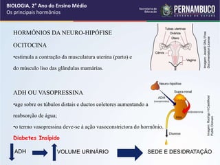 BIOLOGIA, 2° Ano do Ensino Médio
Os principais hormônios
ADH VOLUME URINÁRIO SEDE E DESIDRATAÇÃO
HORMÔNIOS DA NEURO-HIPÓFISE
OCITOCINA
•estimula a contração da musculatura uterina (parto) e
do músculo liso das glândulas mamárias.
ADH OU VASOPRESSINA
•age sobre os túbulos distais e ductos coletores aumentando a
reabsorção de água;
•o termo vasopressina deve-se à ação vasoconstrictora do hormônio.
Diabetes Insípido
Imagem:
Jesielt/
GNU
Free
Documentation
License
Imagem:
Rodrigo
H.Castilhos/
Public
Domain
 
