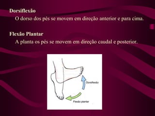 Dorsiflexão
O dorso dos pés se movem em direção anterior e para cima.
Flexão Plantar
A planta os pés se movem em direção caudal e posterior.
 